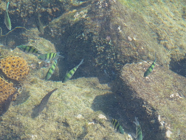 Kein Aquarium, sondern ein Blick in das Hafenbecken