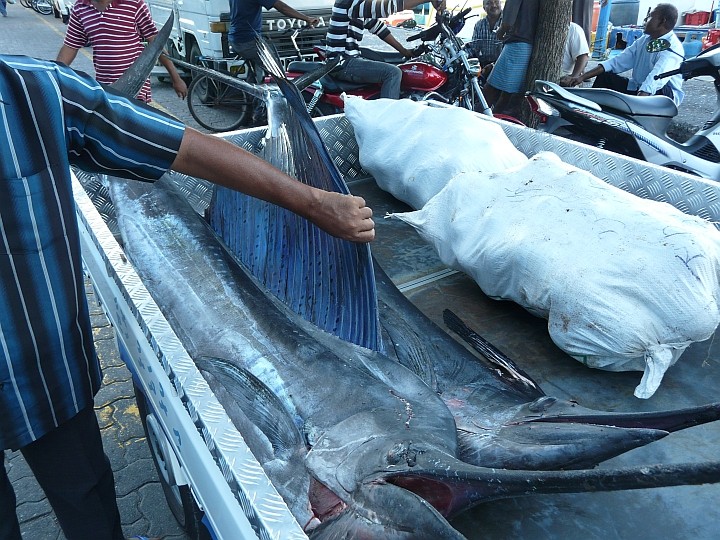 Zwei Blue Marlins auf einem Pick-Up